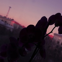 Семён Юревич