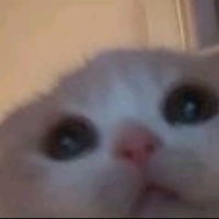 Влад Поддубный