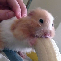 Джаха Ирисметов