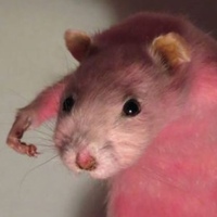 Аргалиев Фафниров